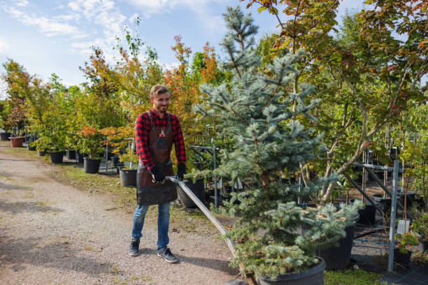 Best Tree Mulching  in Lookout Mountain, GA